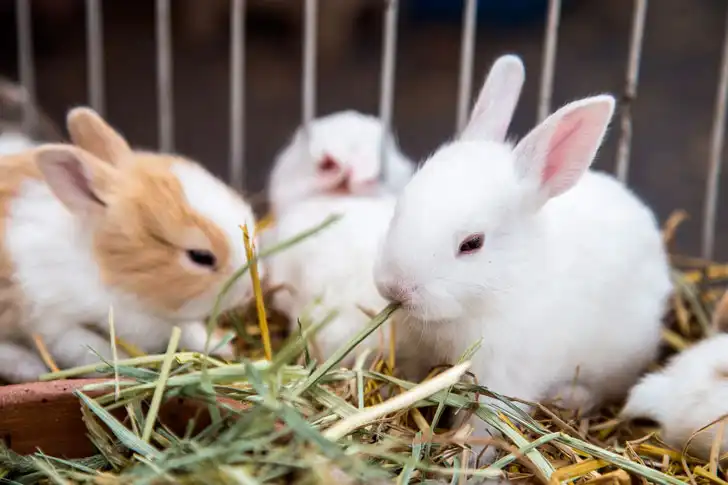 кролики в клітці