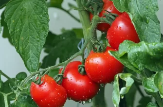 Як правильно вирощувати помідори
