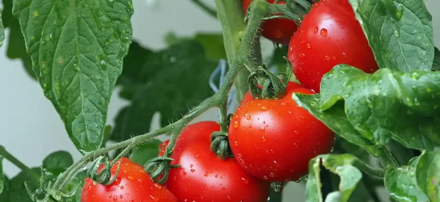 Як правильно вирощувати помідори