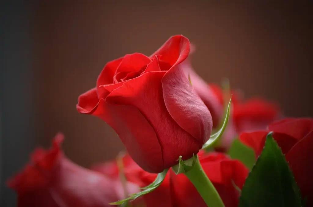 червона троянда