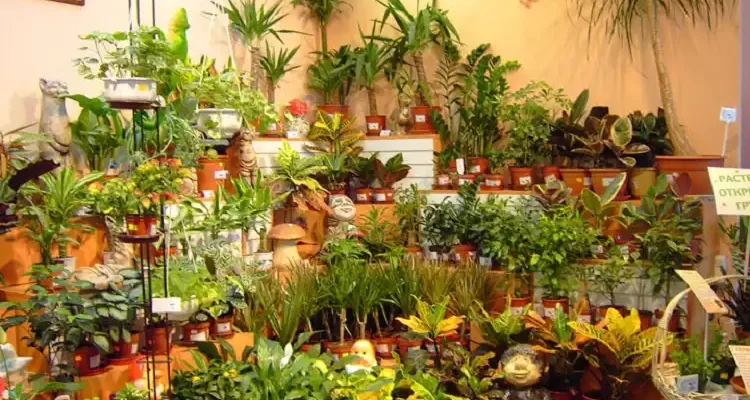 Як домашні рослини впливають на наше життя ?