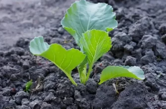 Як і коли садити капусту на розсаду?