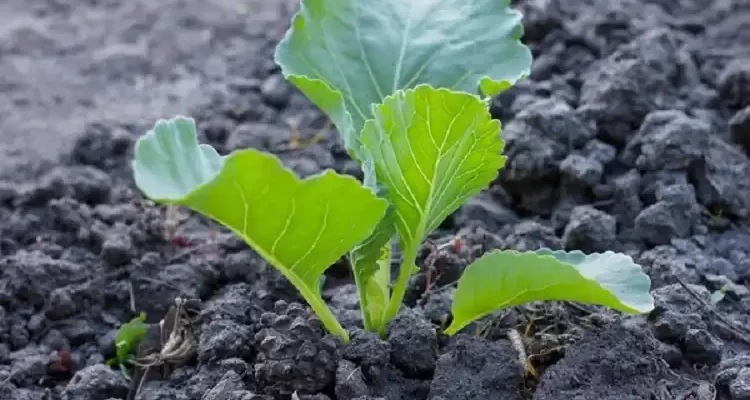 Як і коли садити капусту на розсаду?