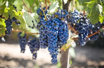 7 важливих агрозаходів по догляду за виноградом