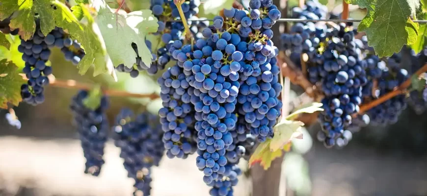 7 важливих агрозаходів по догляду за виноградом