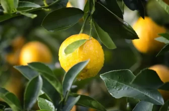 Як виростити лимон в домашніх умовах?